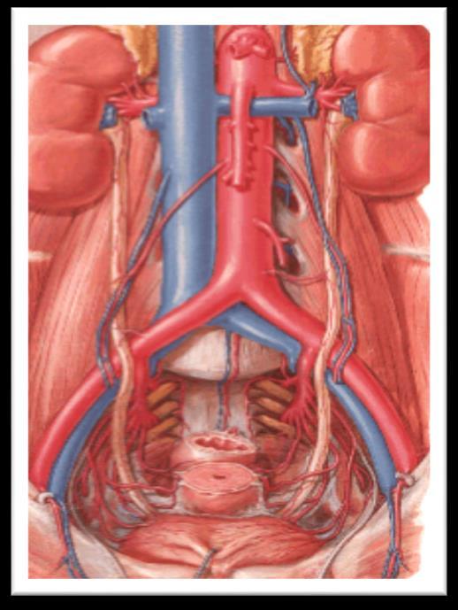 Colica renale Il calcolo si impegna piu di frequente a livello dei siti anatomici di minor