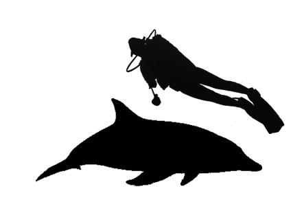 Fonte immagine Immagine modificata da materiale vario Il delfino dai denti rugosi può essere confuso anche con il delfino pantropicale (Stenella attenuata), che mostra un atipica linea scura, che