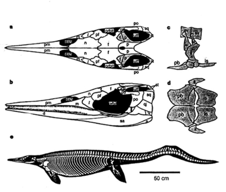 Struttura del cranio da diapside, ma finestra temporale inferiore chiusa