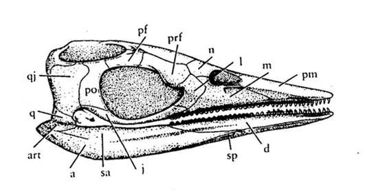 Plesiosauria