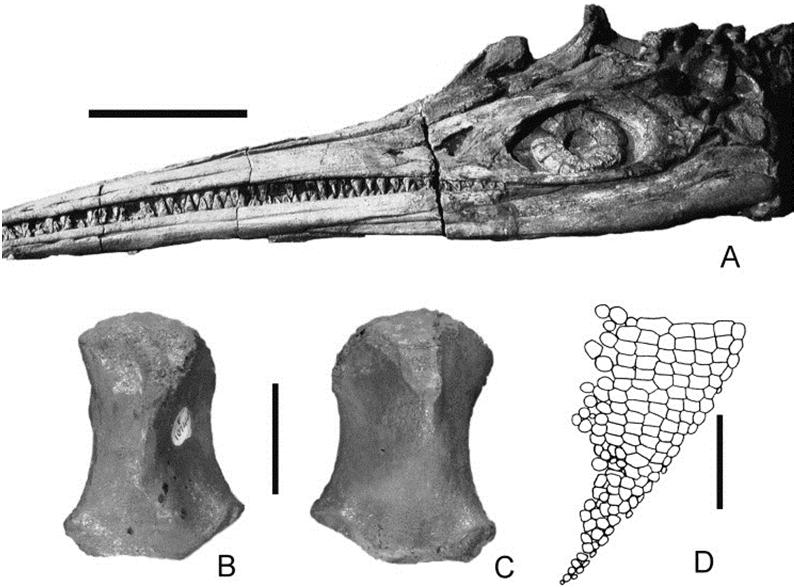 Platypterygius L ultimo degli ittiosauri L unico che arriva al Cretacico