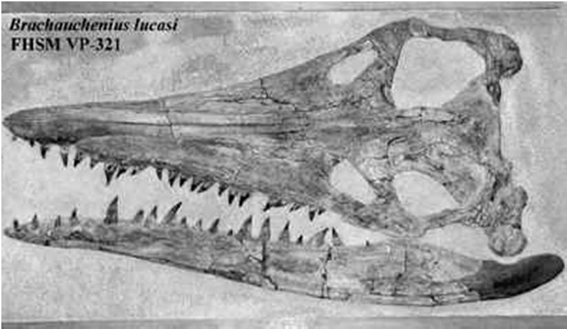 Pliosauroidea Cranio molto grande con fauci allungate ed armate di robusti denti conici, situati all estremità