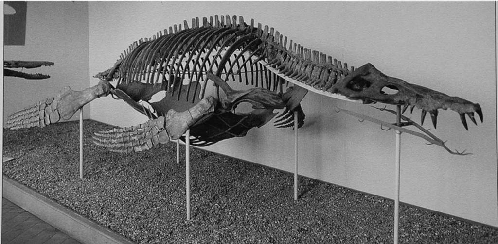 zigapofisi Pistosaurus Neusticosaurus