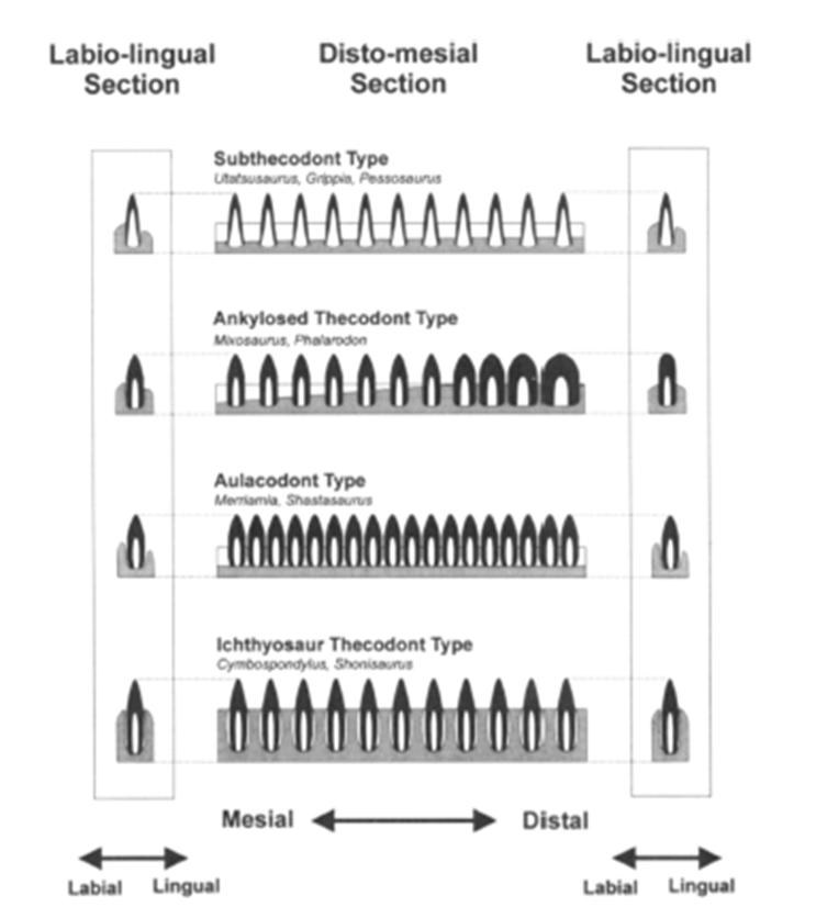 Subtecodonte Forme primitive Anchilotecodonte Semidurofagi Aulacodonte (esclusivo degli