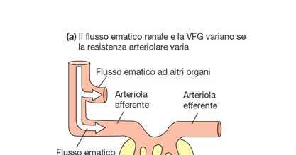 Le resistenze dell arteriola afferente ed efferente incidono sul valore della