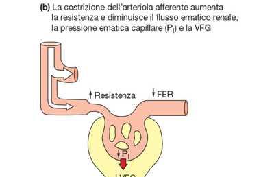 Pa costrizione arteriola afferente ( Raff) P CG VFG viene riportata al valore normale CG CG La vasocostrizione dell arteriola afferente è mediata da: Meccanismo miogeno: contrazione