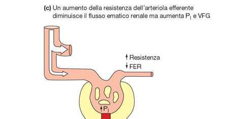 Pa costrizione arteriola efferente ( Raff) P CG VFG viene riportata al valore normale c c La vasocostrizione dell arteriola efferente è mediata da: Feedback