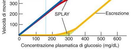 Glucosio e Tm (Glicemia normale, 100 mg/dl) Filtrazione: proporzionale al carico tubulare. Se VFG non varia è proporzionale a [G]p).