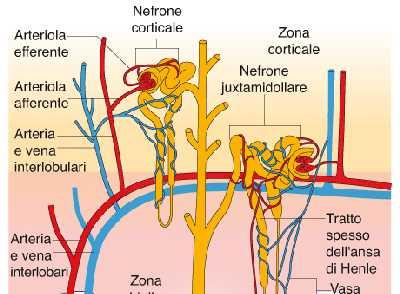 Le funzioni del