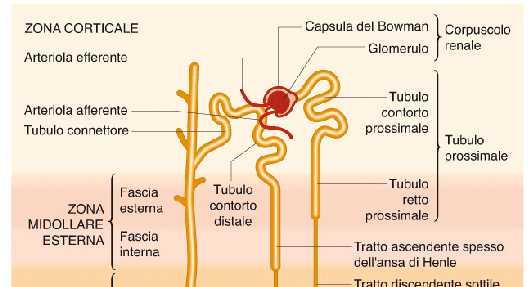 esplicano a