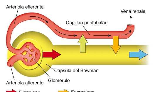 L URINA si forma attraverso tre processi: Filtrazione (glomerulo) Riassorbimento (tubuli) Secrezione (tubuli) La quantità