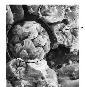 La filtrazione si realizza nel glomerulo Arteriola efferente Capsula di Bowman Epitelio capsulare Tubulo distale Macula densa Podociti Tubulo prossimale