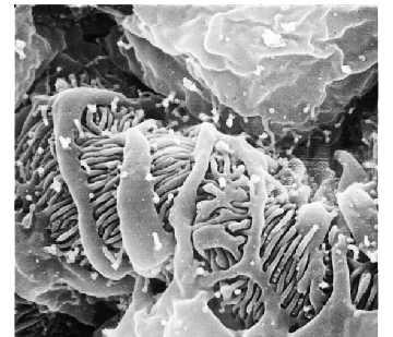 Il filtrato glomerulare è essenzialmente plasma privo di