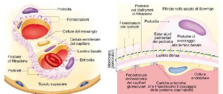 Membrana di ultrafiltrazione Endotelio capillare (fenestrato, e caricato negativamente) ostacola il passaggio delle proteine plasmatiche, caricate negativamente.