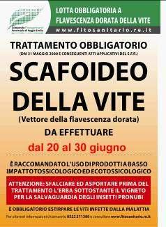 Scafoideo: in provincia di Reggio Emilia, le disposizioni di lotta obbligatoria a FD (determinazione del SFR n.