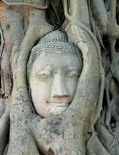 Visita dei templi più importanti del parco storico che ne fanno uno dei più ricchi parchi archeologici di tutta l Asia (Wat Mahathat, Wat Phrasrisanphet, Wat Mongkolbophit).