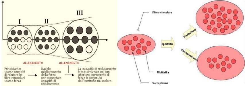 Nell'allenamento anaerobico di potenza Si riscontra l incremento della materia contrattile ed accumulo di composti chimici ad alto contenuto energetico e relativi enzimi interessati ( CPK) Non si