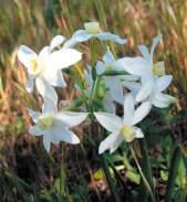 Narciso Fam: Amaryllidaceae NS: Narcissus tazeta