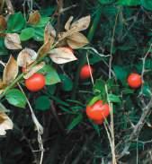 Serpeddi Pungitopo Fam: Liliaceae NS: Ruscus Aculeatus C/S: Piscialettu-Spina e topis-ciorixìna L: