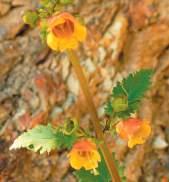 Scrophulariaceae NS: Scrophularia peregrina C/S: Sui