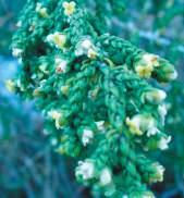 Tasonis Spazzaforno(Timeleia) Fam: Tymelaceae NS: Thimelaia hirsuta C/S: