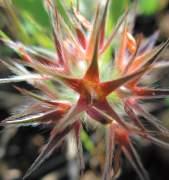 : Tasonis Trifoglio stellato Fam: Leguminosae NS: Trifolium stellatum C/S:
