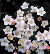 maggiore Fam: Boraginaceae NS: Echium Italicum C/S: Coa de margiani L: Coa