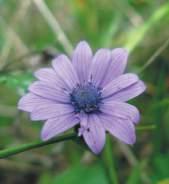 Anemone fior di stella Fam: Ranuncolacea NS: Anemone ortensi Loc.