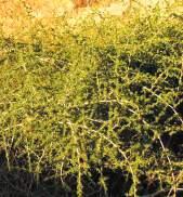 Asparago maschio Fam: Liliaceae