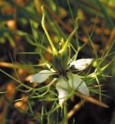 Damigella scapigliata Fam: Ranuncolaceae NS: Nigella damascena C/S: Frori de
