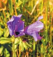 Loc: Solanas Erba viperina NS: Echium volgare C/S: Erba de porcus L: Erva