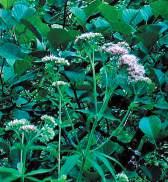 Eupatorium cannabinum