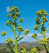 Ferula Fam: Umbrelliferae NS: Ferula communis C/S: Feurra-fiurra L: Erula - Fèrula N: Erula covaddina SS: Fèrura G: Fèrrula Tziu Rafieli Lai, messaiu e allevadori chi pascit in su satu de Sinnia e de