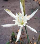 Giglio di mare Fam: Amarylidaceae I: Pancratium maritimum C/S: