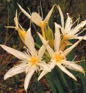 Pancratium illyricum C/S: Lillu biancu-lillu de sartu L: Lizu