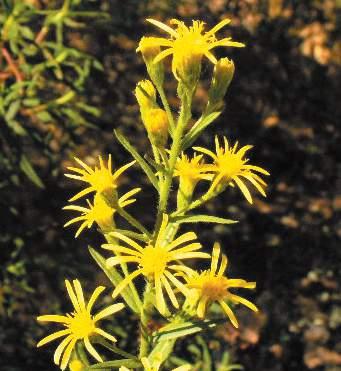 Inula viscosa Fam: Compositae NS: Inula Viscosa C/S: