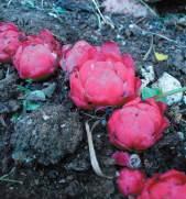 Ippocisto Fam: Rafflesiaceae NS: Cytinus ruber C/S: Caboniscu - caboni de murdegu titta de acca L/N: