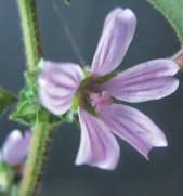 Malvone Fam: Malvaceae NS: Lavatera arborea C/S: Bastoni de S.Giuseppi - Narbònia L: Pramariscu N: Marmara fòina SS: Maivuzza G: Palmiccioni Loc.