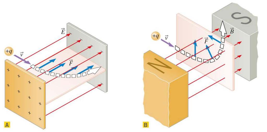 Il moto di una carica in un campo magnetico Campo elettrico Campo magnetico La forza elettrica FF che agisce su una carica positiva è parallela al campo elettrico EE e incurva la traiettoria