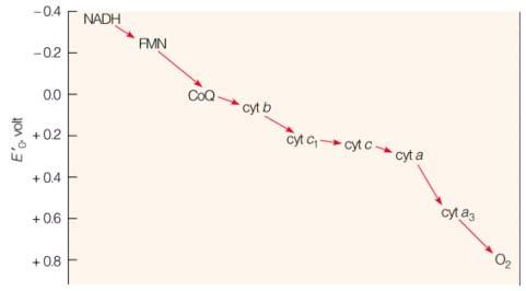 I componenti della CR sono orientati secondo il potenziale redox