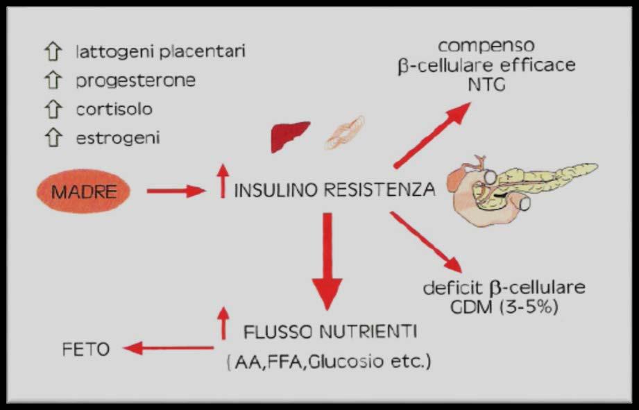 PATOGENESI DEL GDM La