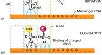 riparativa ppgpp RNA, proteine Sintesi/Degradazione Reintegrazione del pool intracellulare di AA/Nt
