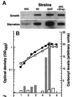 di proteine aberranti Carbonilazione Degradazione delle proteine carbonilate Carbonilazione delle