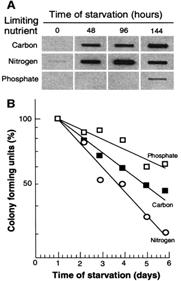 La diminuzione del pool di amminoacidi risulta nella sintesi di proteine aberranti Conclusioni e commenti Il livello di carbonilazione delle proteine è correlato con la sopravvivenza dei batteri