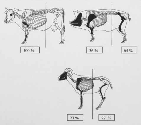 bovini, di suini e di ovicaprini individuati. Fig.