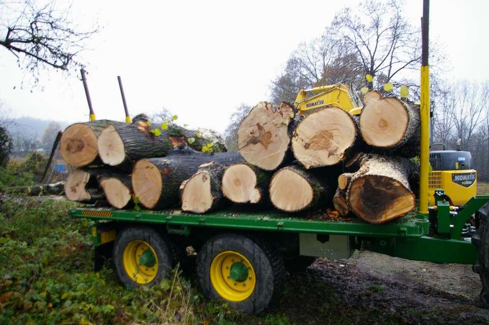 Alberi abbattuti lungo il viale di