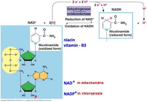 Verrà trattato capitolo metabolismo/mitocondri Accettori intermedi di elettroni: NAD +, NADP + & citosol & citosol Flavina Adenina Dinucleotide (FAD) E un importante fattore ossidante del ciclo di