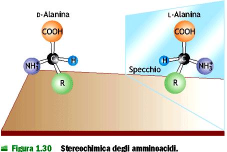 PROTEINE Le proteine sono polimeri di amminoacidi.