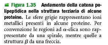 degli a.a. localizzati nelle differenti regioni della sequenza primaria.