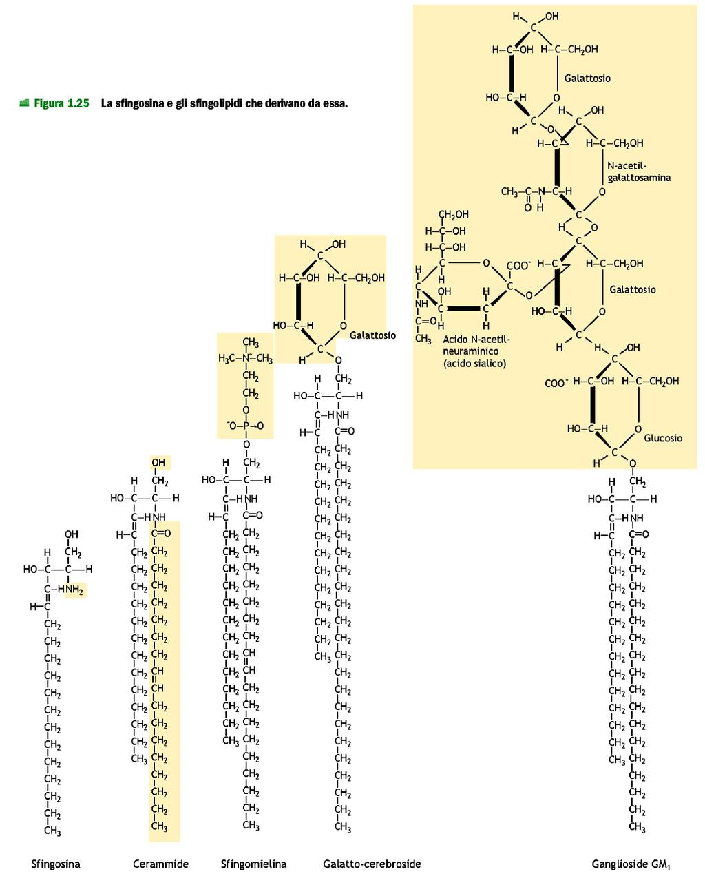 GLICOLIPIDI (contengono zuccheri).